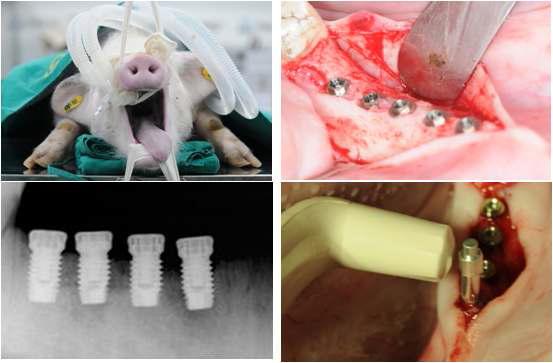세포외 기질이 코팅된 임플란트를 미니 돼지의 악골에 식립하여 성능평가 시행 예시