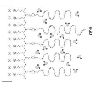 RGD sequence를 지닌 peptide의 임플란트 표면 고정에 대한 개념도