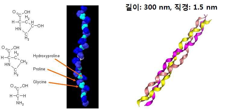 본 과제에서 코팅한 콜라겐의 구조와 형태