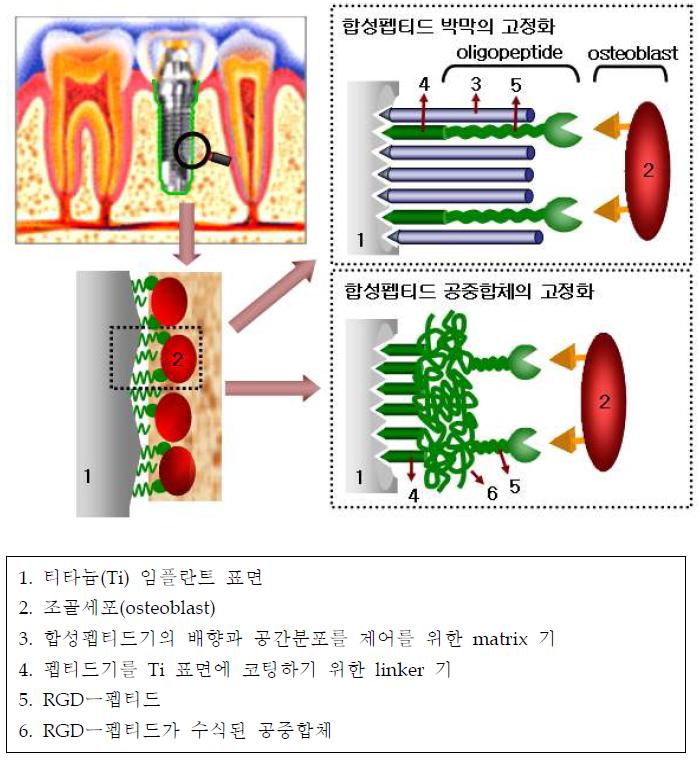 펩티드박막 및 공중합체가 코팅된 임플란트의 계면에 조골세포가 착상된 구조