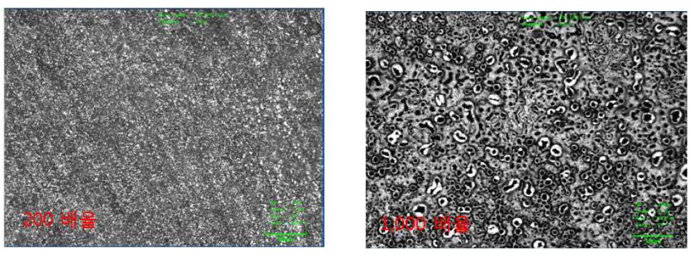 양극 산화 표면에 펩타이드를 화학적으로 고정 후 관찰한 confocal image (200배, 1000배)
