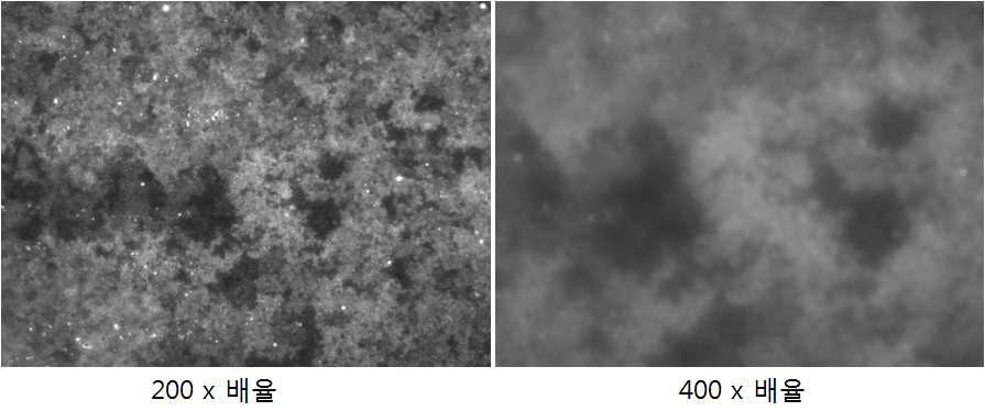 RGD-Peptide-FITC를 화학적 방법으로 고정하고 확인한 형광현미경 이미지 기판의 거칠기로 인하여 부분적으로 밝고 어두운 곳이 나타나나, 위치 별 밝기를 해석한 결과 12.7% 의 낮은 편차 수준을 나타냄