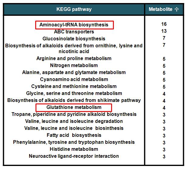 KEGG pathway of targeted metabolites