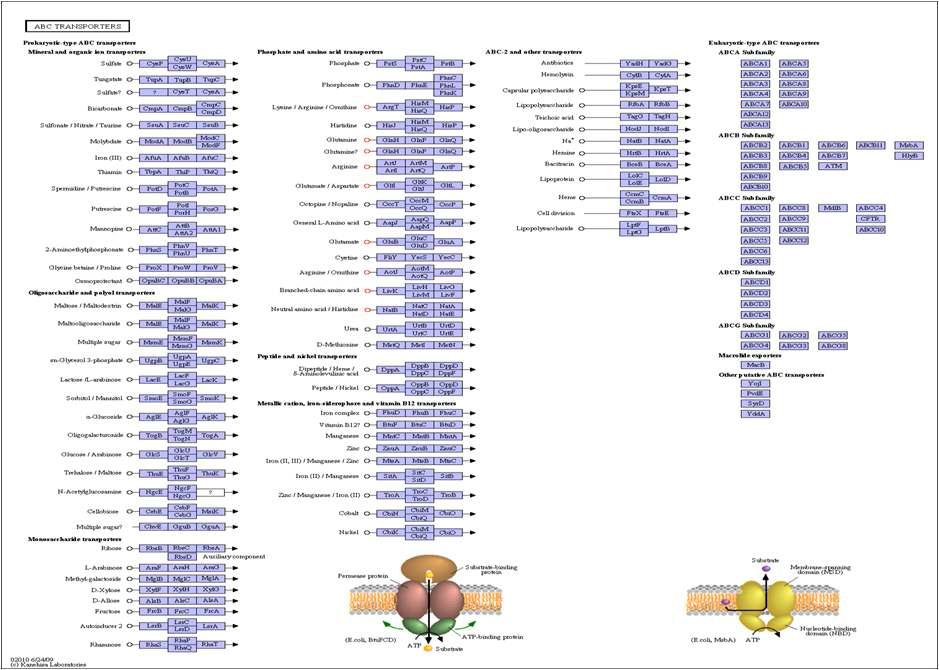 The pathway of ABC transporters