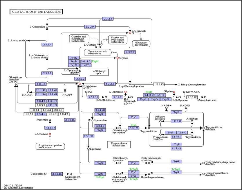 The pathway of Glutatione metabolism