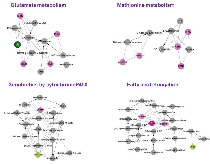 DEGs과 전사체 발현 패턴에서 일관성 있게 증가/감소하는 DEGs을 기본으로 구성한 네트워크 모델 (metabolism): 분홍색: 대조군에 비해서 발현양이 증가된 유전자, 연두색: 대조군에 비해서 발현양이 감소된 유전자