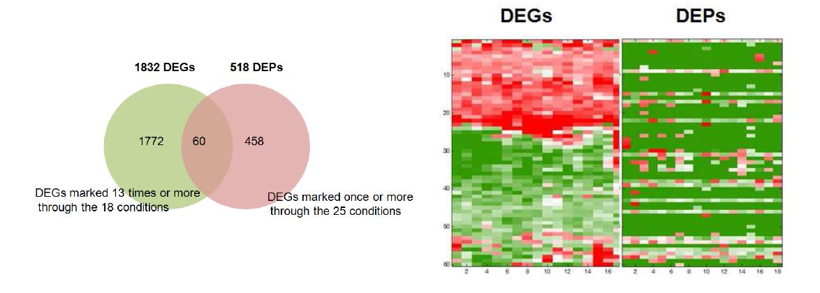 일정 횟수 이상 DEGs과 DEPs으로 뽑힌 유전자, 단백질의 벤다이어그램과 heat map(x축: 약물 번호, y축: 유전자/단백질)