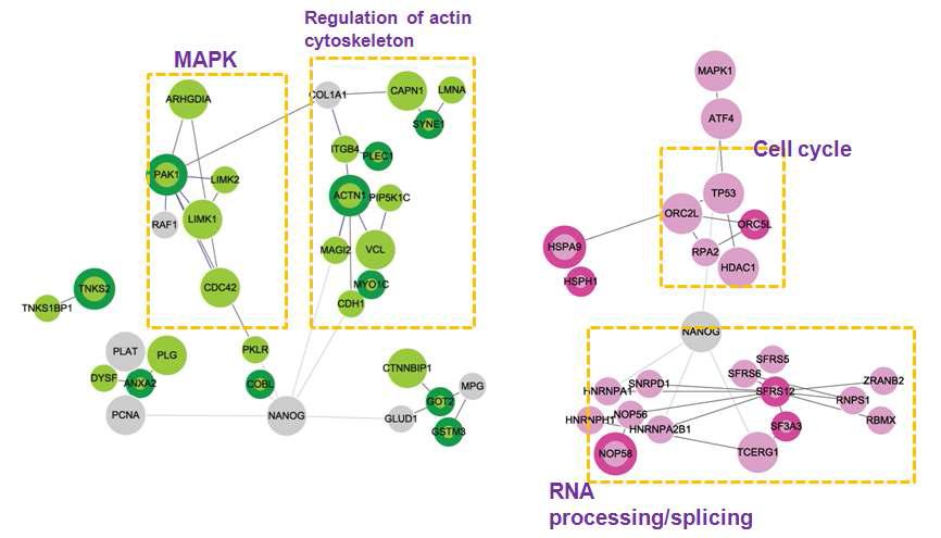 DEGs과 전사체 발현 패턴에서 일관성 있게 증가/감소하는 DEGs을 기본으로 구성한 네트워크 모델(signal pathway): 분홍색:대조군에 비해서 발현양이 증가된 유전자, 연두색: 대조군에 비해서 발현양이 감소된 유전자