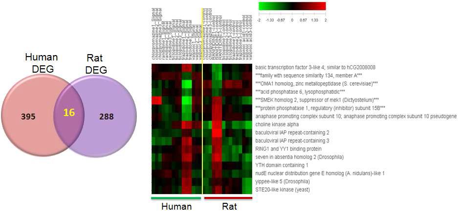 사람 및 랫드의 DEG의 중복 유전자 확인 및 발현 패턴