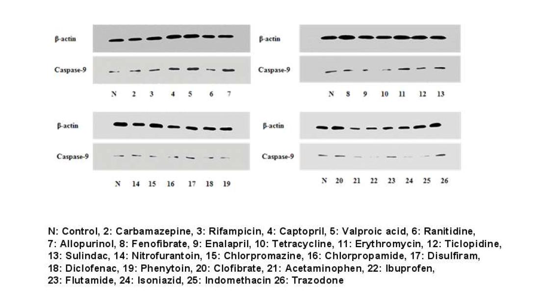 Western blotting of caspase-9 in 25 drugs