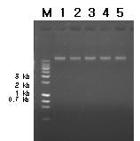 Non-GM바탕 시료로부터 추출한 genomic DNA를 전기영동한 image