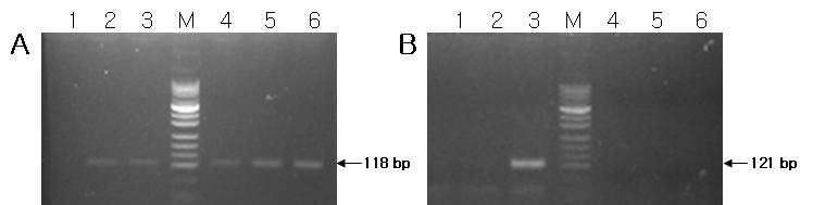 Non-GM 대두 시료의 정성 PCR을 수행하여 증폭된 DNA를 젤 전기영동한 결과 이다. A는 내재성 유전자인 lectin, B는 GM 유전자[RRS (EPSPS)]를 증폭한 결과이다. Lane 1: 음성대조구 (주형 DNA 첨가하지 않음), lane 2: non-GMO 양성대조구, lane 3: GMO 양성 대조구, lane 4, 5, 6은 시험시료의 DNA를 증폭한 결과이며 주형 DNA 농도 첨가 달리하여 실 험을 수행하였다.