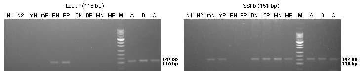 표준시료의 내재성 유전자(lectin과 SSIIb)의 정성 PCR 분석 결과를 전기영동한 이미 지이다.