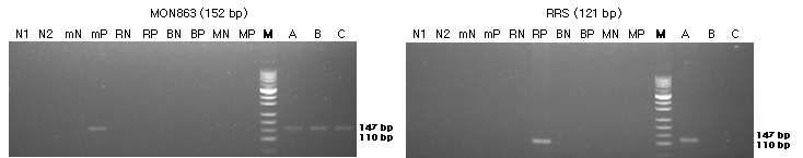 표준시료의 구조유전자(MON863과 RRS)의 정성 PCR 분석 결과를 전기영동한 이미지 이다.