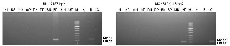 표준시료의 구조유전자(Bt11과 MON810)의 정성 PCR 분석 결과를 전기영동한 이미지이다.