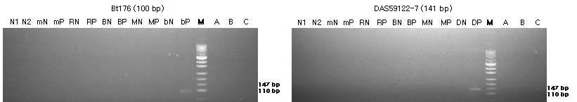 표준시료의 구조유전자(Bt176와 DAS59122-7)의 정성 PCR 분석 결과를 전기영동한 이미지이다.