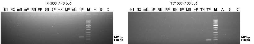 표준시료의 구조유전자(NK603과 TC1507)의 정성 PCR 분석 결과를 전기영동한 이미지이다.