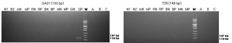 표준시료의 구조유전자(GA21과 T25)의 정성 PCR 분석 결과를 전기영동한 이미지이다.
