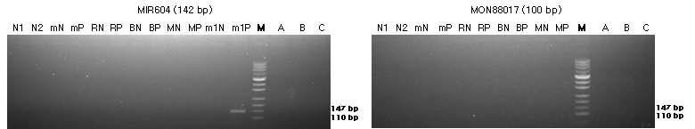 표준시료의 구조유전자(MIR604와 MON88017)의 정성 PCR 분석 결과를 전기영동한 이미지이다.