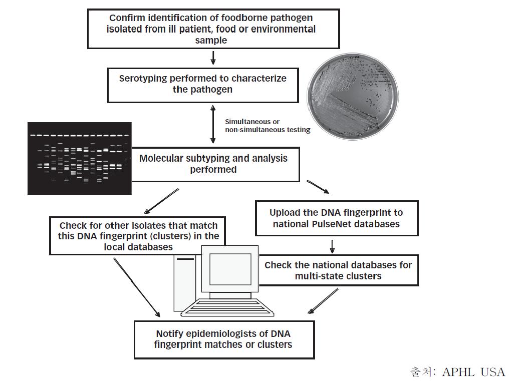 PFGE와 PulseNet 순서도 (PulseNet Algorithm for Laboratory Testing of Foodborne Pathogens:Serotyping and Subtyping)