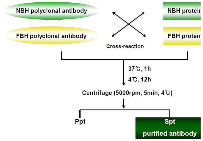 Cross-reaction에 의한 항체의 정제
