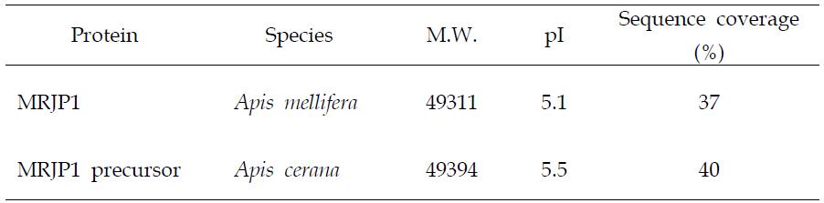 꿀의 major protein으로서 Major royal jelly protein 1.