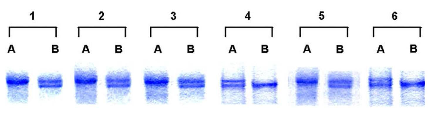 시판 중인 양봉꿀과 토종 벌꿀의 인공 marker protein을 이용한 판별