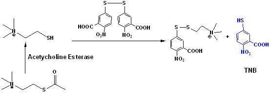 Mechanism of Ellman assay