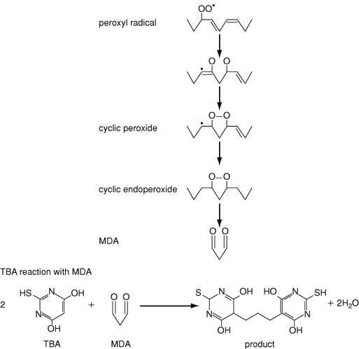 Mechanism of TBA assay