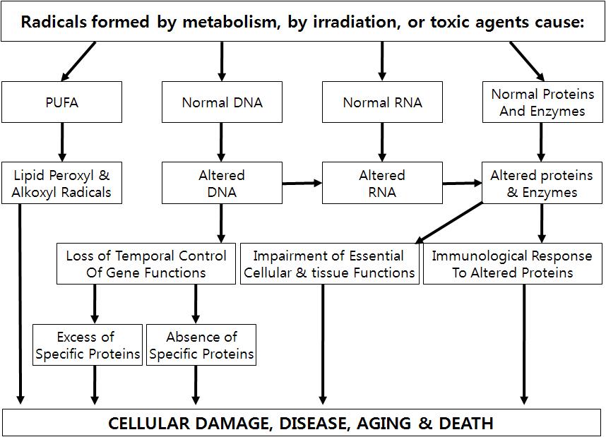 Oxidative mechanism in human body