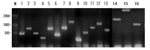 Detection of enterotoxin and emetic toxin genes for Bacillus spp.. lane M, A 100bp DNA Ladder was used as DNA molecular weight marker; lane 1, nheA gene; lane 2, nheB gene; lane 3, nheC gene; lane 4, hblA gene; lane 5, hblC gene; lane 6, hblD gene; lane 7, cytK gene; lane 8, entF / M gene; lane 9, entS(TY123/124) gene; lane 10, entS( Y123/125) gene; lane 11, entS (TY123/126) gene; lane 12, entS(TY123/127) gene; lane 13, bceT gene; lane 14, ces1 gene; lane 15, ces2 gene; lane 16, NRPS gene.