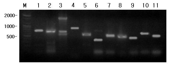 Detection of other toxin genes associated with pathogenesis for Bacillus spp.. lane M, A 100bp DNA Ladder was used as DNA molecular weight marker; lane 1, plcR (plcR-516/1262) gene; lane 2, plcR (PLCR F/end) gene; lane 3, hlyA gene; lane 4, hlyⅡ gene; lane 5, hlyⅢ(bchem1/4) gene; lane 6, hlyⅢ(bchem2/3) gene; lane 7, cerA gene; lane 8, cerB gene; lane 9, cerO gene; lane 10, pho gene; lane 11, sph gene.