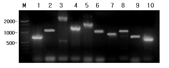 Detection of insecticidal, antifungal, and antibacterial determinants genes for Bacillus spp.. lane M, A 100bp DNA Ladder was used as DNA molecular weight marker; lane 1, vip3A gene; lane 2, inhA2 gene; lane 3, Urease internal gene; lane 4, Urease external gene; lane 5, chit gene; lane 6, chit36 gene; lane 7, glucanase gene; lane 8, M AT gene; lane 9, zmaR gene; lane 10, aiiA gene.