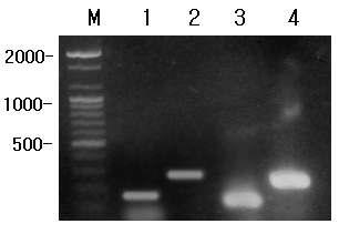 Detection of psychrotolerance genes for Bacillus spp.. lane M, A 100bp DNA Ladder was used as DNA molecular weight marker; lane 1, cspA gene; lane 2, cspF gene; lane 3, 16S rD NA(bc-uf/bc-pr) gene; lane 4, 16S rD NA(bc-mf/bc-ur) gene.