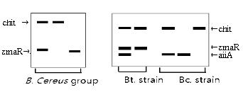 Molecular identification of B. cereus group and Bt/Bc using chit, zmaR and aiiA genes by multiplex PCR