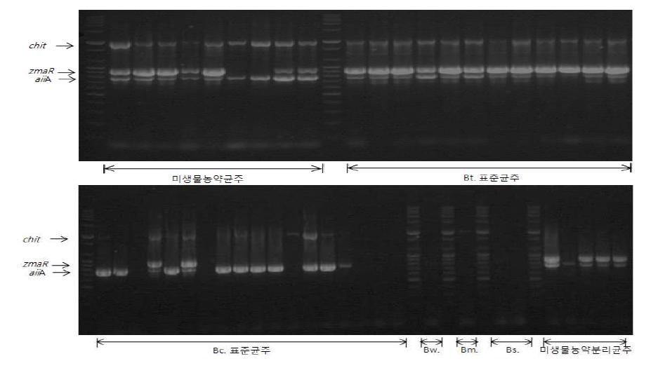 Results of multiplex PCR reaction(condition1) of virulence gene for Bacillus cereus strain