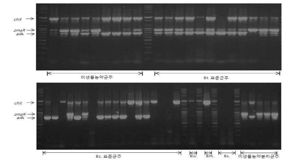 Results of multiplex PCR reaction(condition2) of virulence gene for Bacillus cereus strain