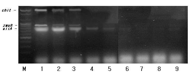 multiplex PCR amplification of B.thuringiensis genomic DNA isolated by DNA extraction kit. lane M, size marker; lane 1, 10⁶ CFU; lane 2, 10⁵ CFU; lane 3, 10⁴CFU; lane 4, 10³ CFU; lane 5, 10² CFU; lane 6, 10¹ CFU; lane 7, 10º CFU;