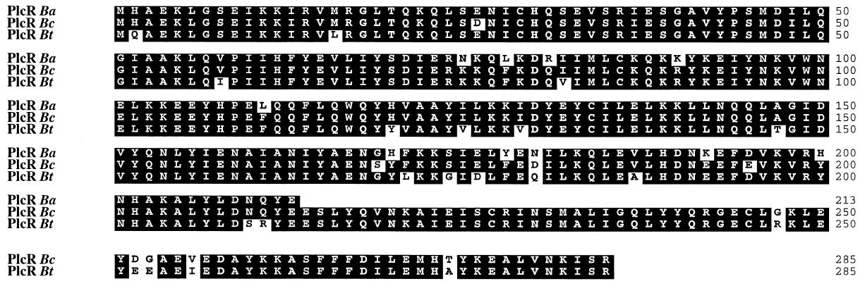 B. anthracis(Ba), B. cereus(Bc) 및 B. thuringiensis(Bt)의 PlcR 유전자의 아미노산 서열 비교
