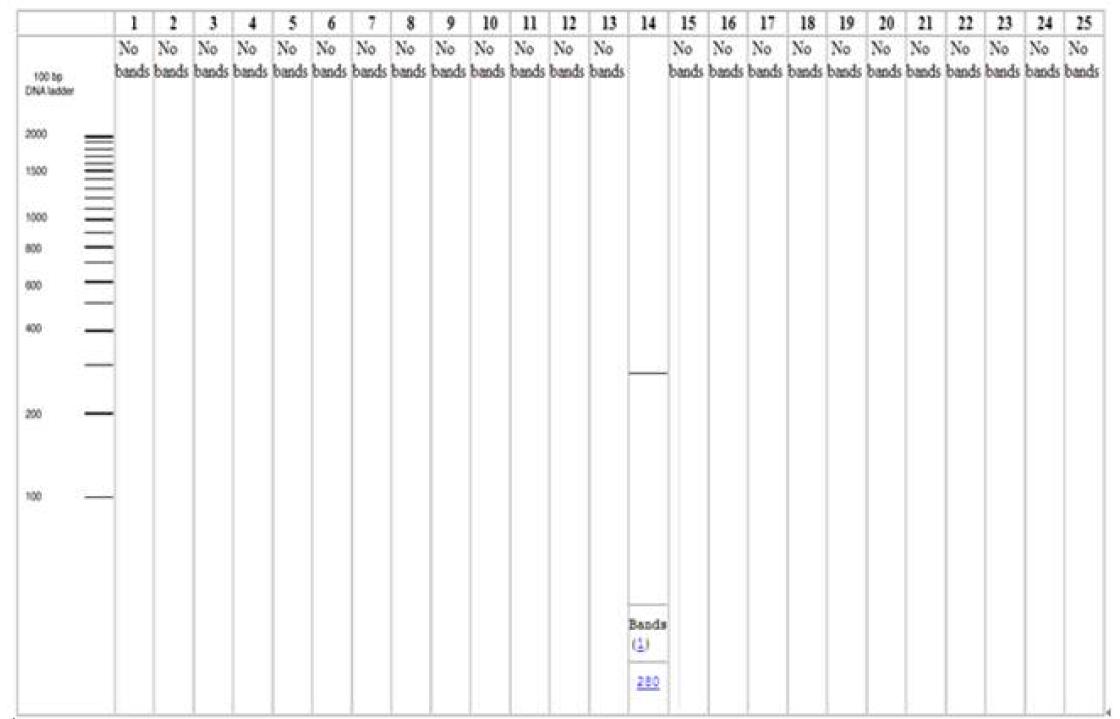 in silico PCR amplification results for primers motB3F and motB3