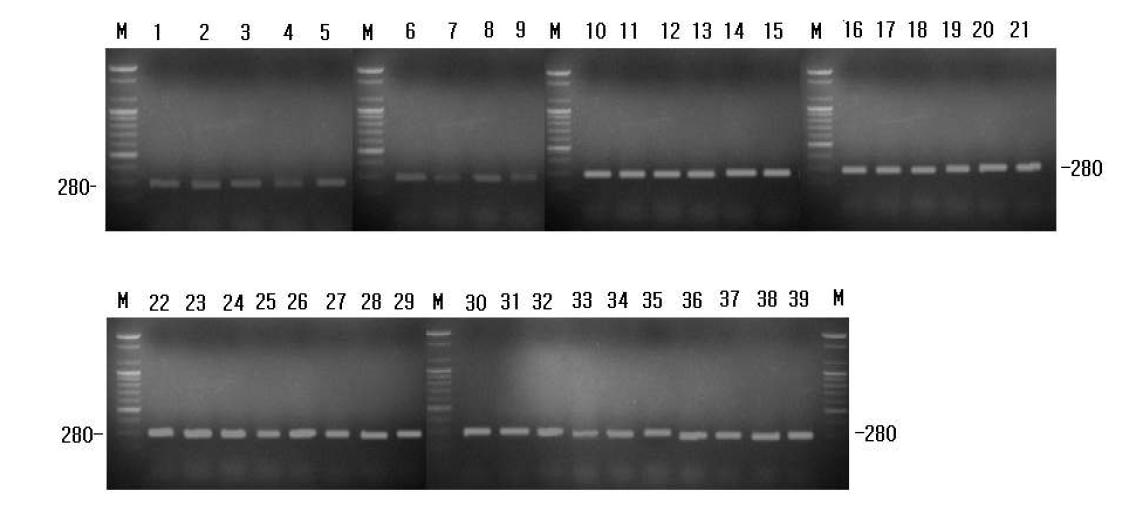 Results of triplex PCR reaction of motB gene for B. cereus and B. thuringiensis. A 100bp DNA Ladder was used as DNA molecular weight marker (lane M).