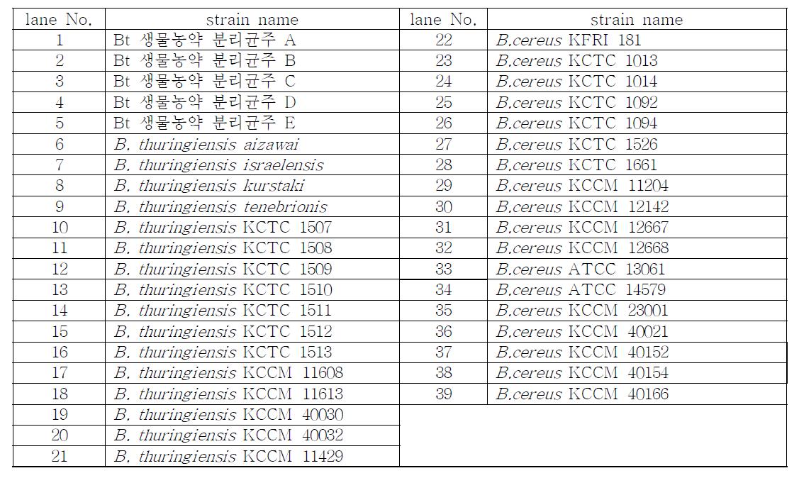 List of B. thuringiensis and B. cereus strains for triplex PCR reaction