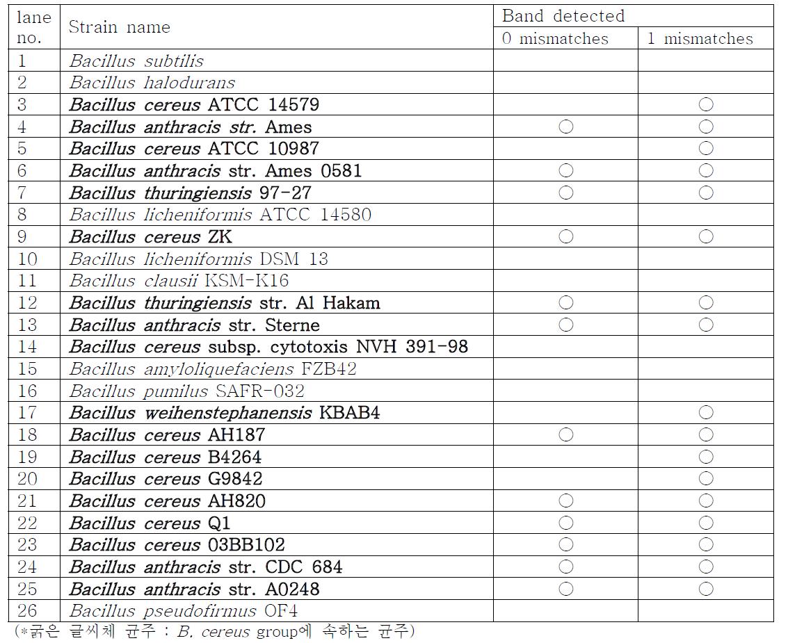 in silico PCR amplification results for primers balF and balR