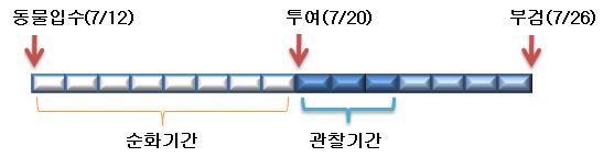 동물실험 일정 모식도