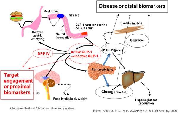 Figure 9. Biomarkers of DPP-IV inhibitor