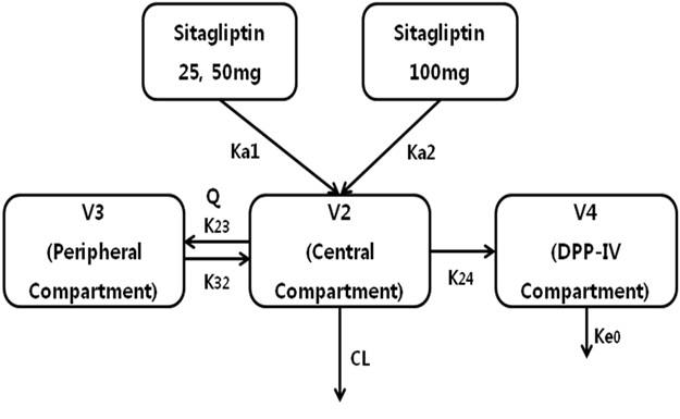 Figure 30. Schematic illustration of PK /PD model including the profilesof DPP-IV inhibition