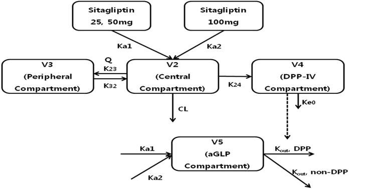 Figure 31. Schematic illustration of PK /PD model including the profiles ofDPP-IV inhibition and the changes of active GLP-1 concentration