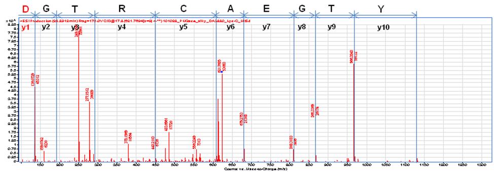 대조약의 C-말단 분석 MS/MS Data