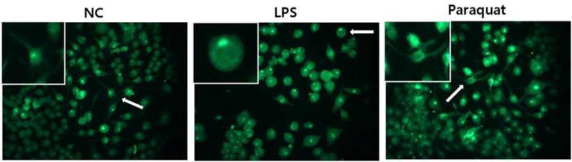 LPS-treated BV 2 microglia display activated round morphology while paraquat-treated microglia do not.