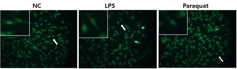 LPS-treated, paraquat-treated C6 glioma do not display activated morphology.